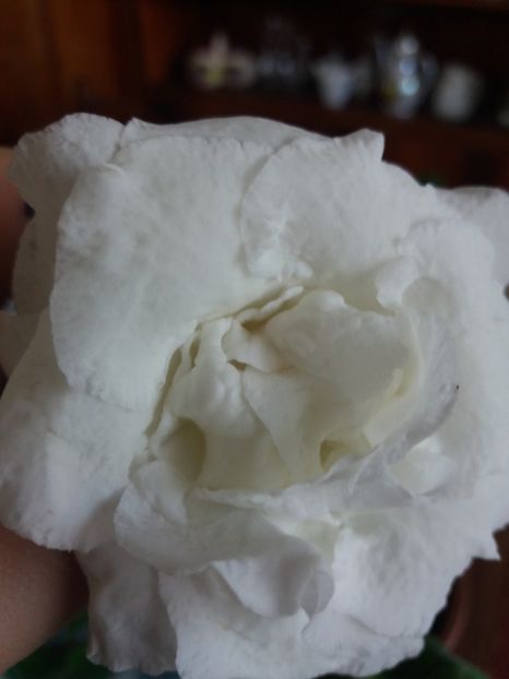 34 - gloxinia 2019