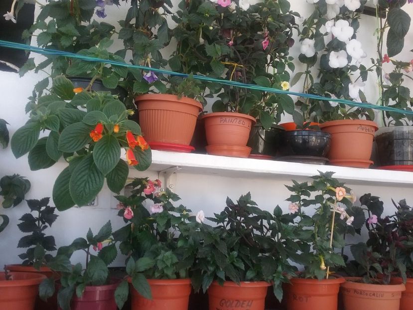  - 2016 achimenes