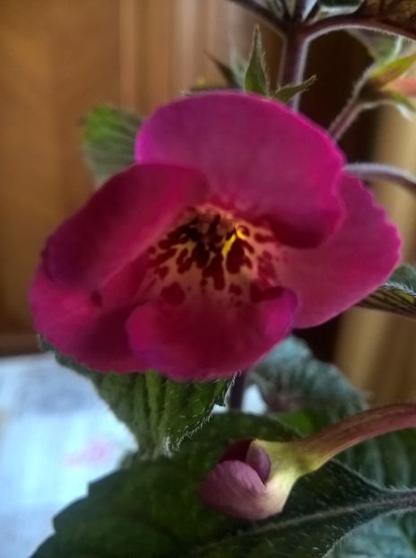 Serge's Fantasy - Achimenes si Achimenantha 2019