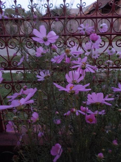  - cosmos