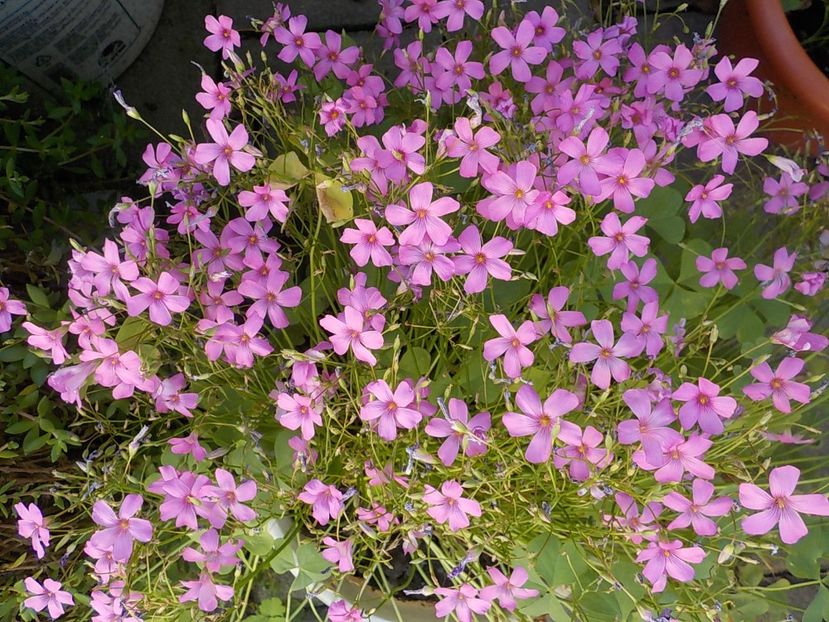  - oxalis rubra