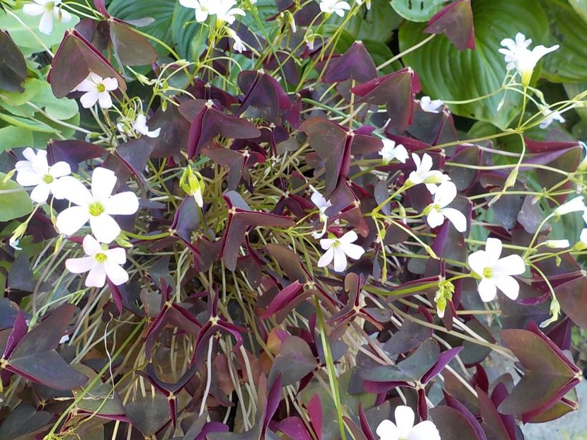  - oxalis triangularis
