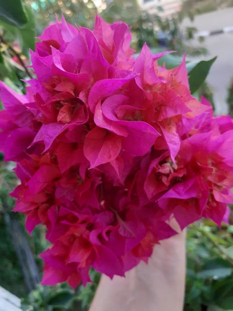  - Bougainvillea