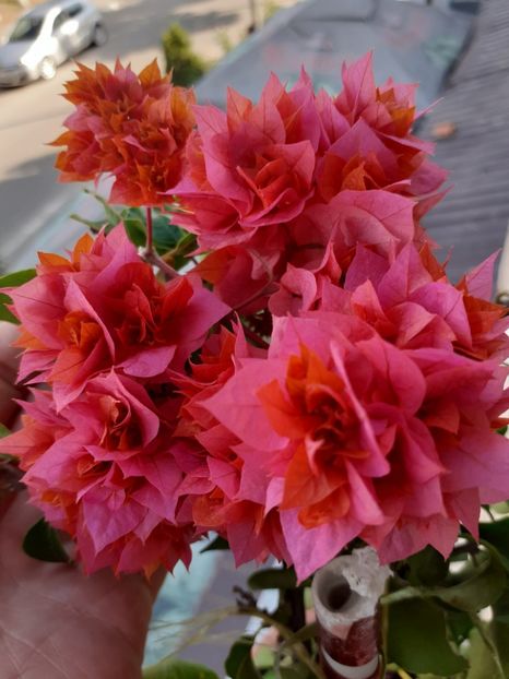  - Bougainvillea