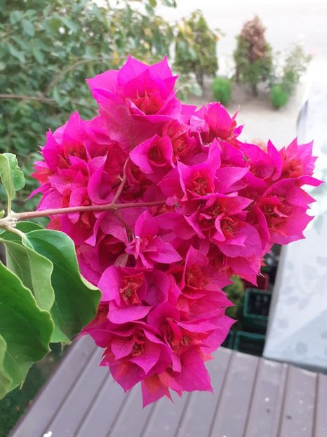  - Bougainvillea