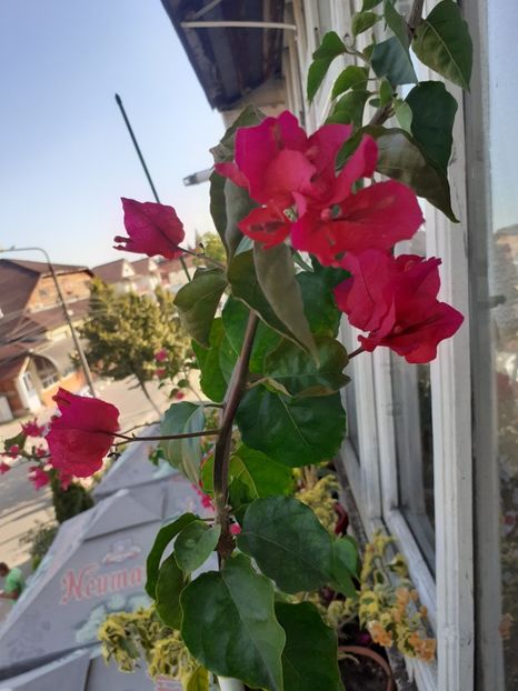  - Bougainvillea