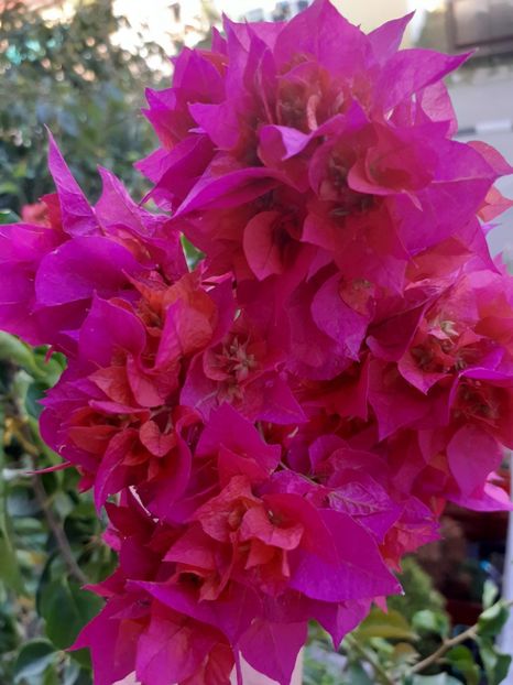  - Bougainvillea