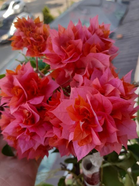  - Bougainvillea