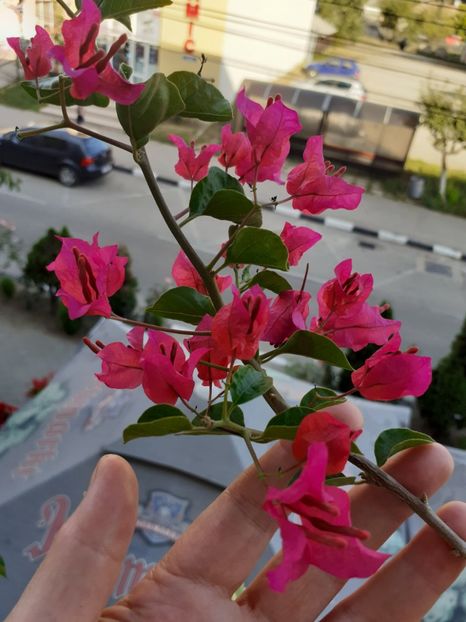  - Bougainvillea
