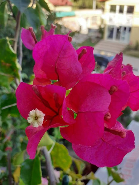  - Bougainvillea