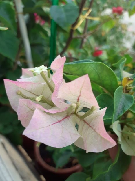  - Bougainvillea