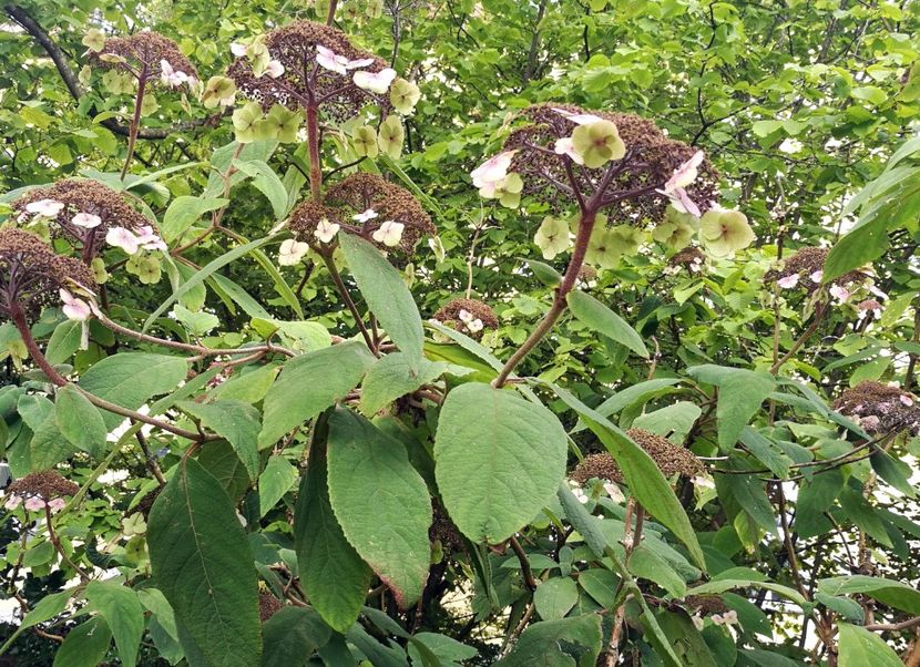  - 2019 Gradina botanica Freising