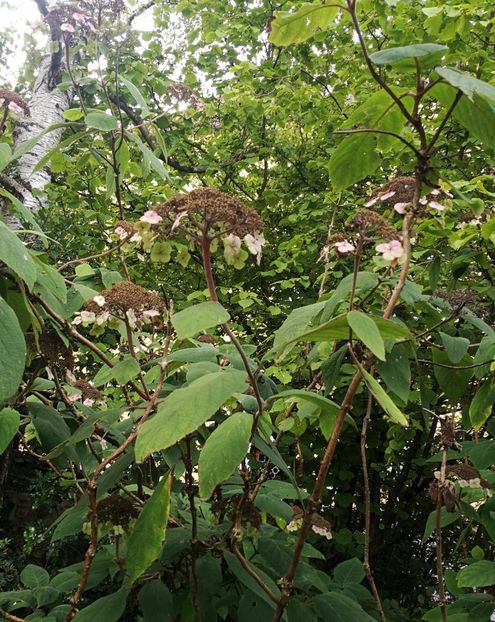  - 2019 Gradina botanica Freising