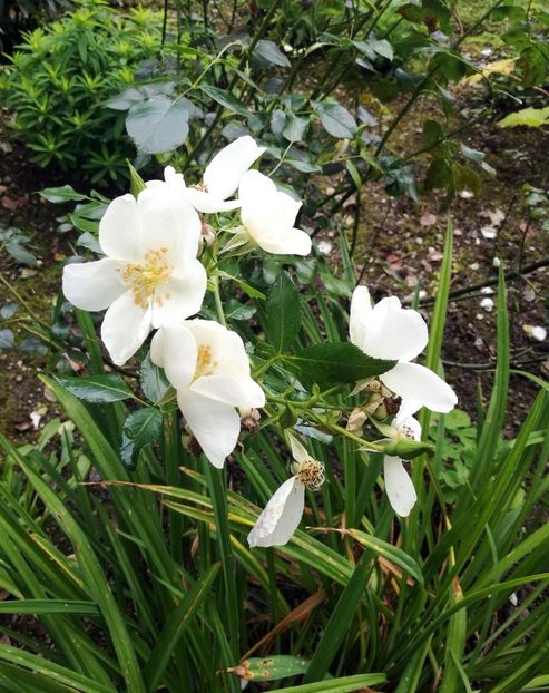  - 2019 Gradina botanica Freising