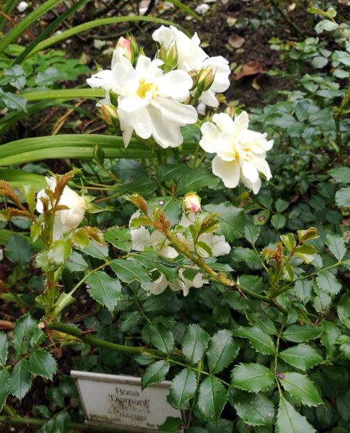  - 2019 Gradina botanica Freising