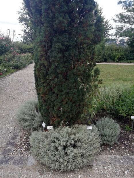  - 2019 Gradina botanica Freising