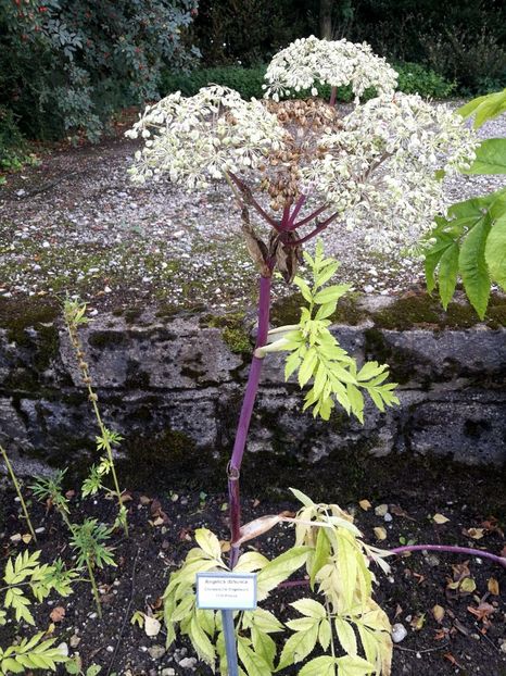  - 2019 Gradina botanica Freising