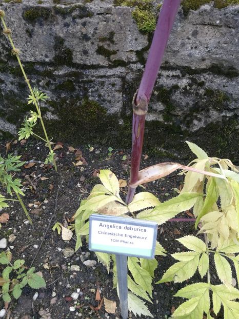  - 2019 Gradina botanica Freising