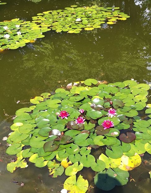  - 2019 Gradina botanica Freising