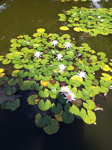  - 2019 Gradina botanica Freising