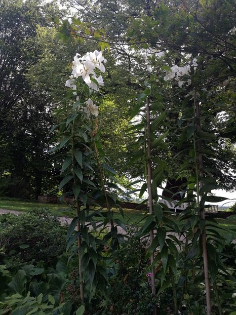  - 2019 Gradina botanica Freising