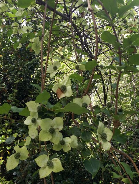  - 2019 Gradina botanica Freising