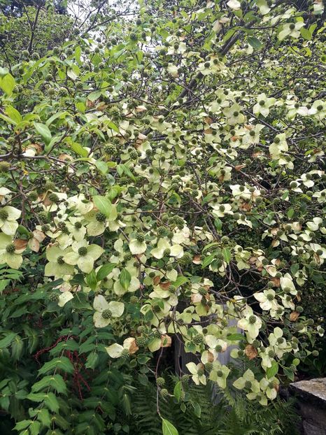  - 2019 Gradina botanica Freising