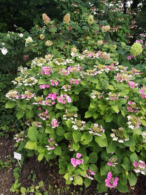  - 2019 Gradina botanica Freising