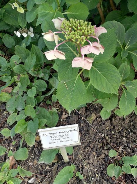  - 2019 Gradina botanica Freising