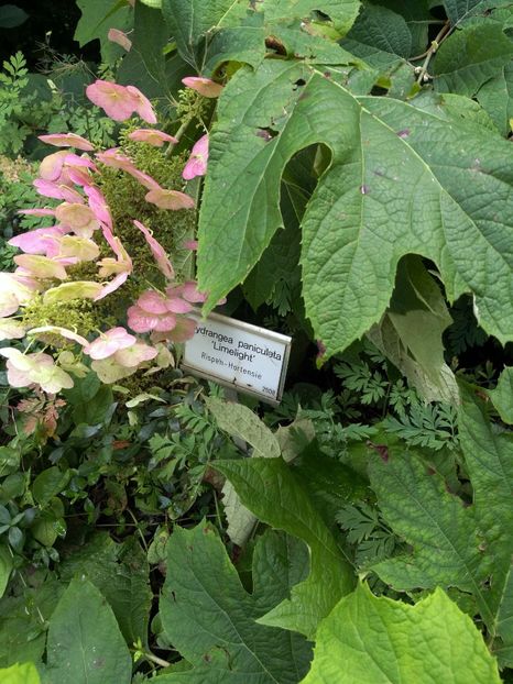  - 2019 Gradina botanica Freising