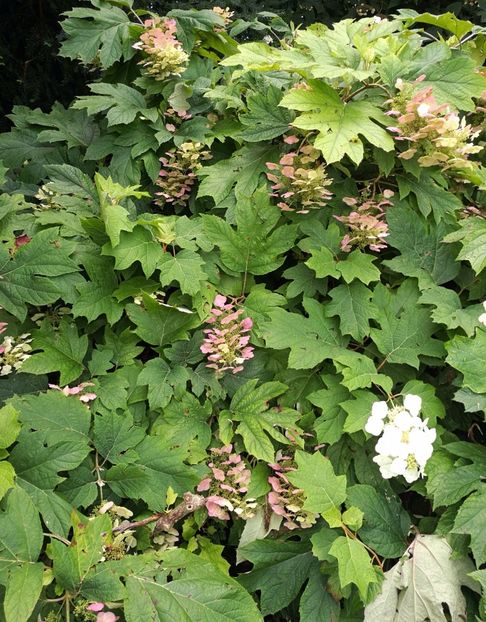  - 2019 Gradina botanica Freising