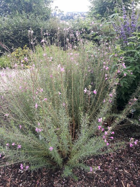  - 2019 Gradina botanica Freising