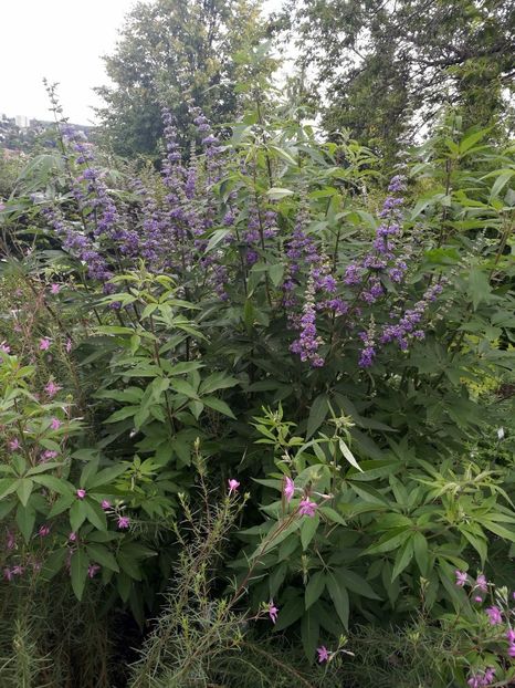  - 2019 Gradina botanica Freising