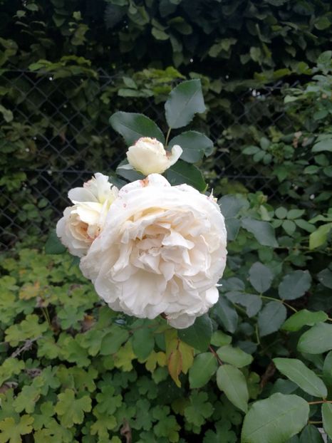  - 2019 Gradina botanica Freising