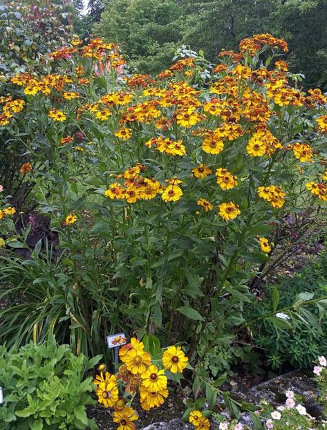  - 2019 Gradina botanica Freising