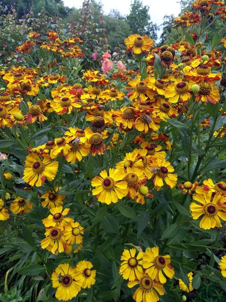  - 2019 Gradina botanica Freising