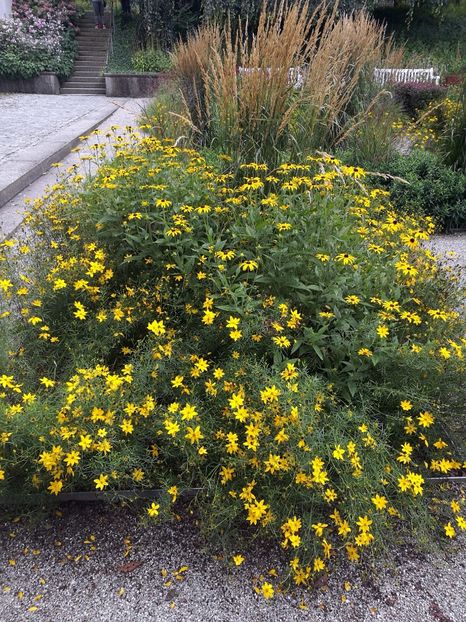  - 2019 Gradina botanica Freising