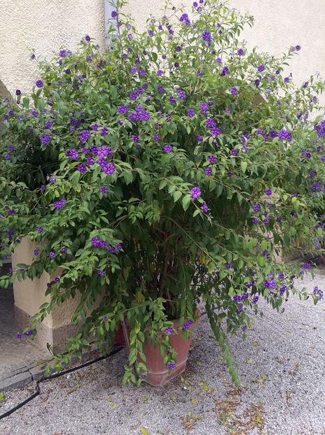  - 2019 Gradina botanica Freising