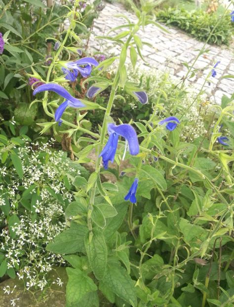  - 2019 Gradina botanica Augsburg