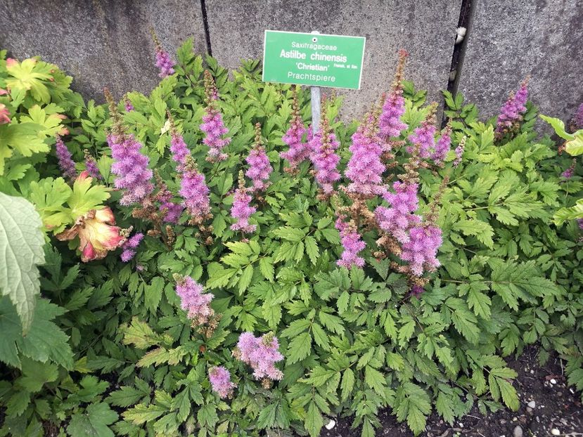  - 2019 Gradina botanica Augsburg