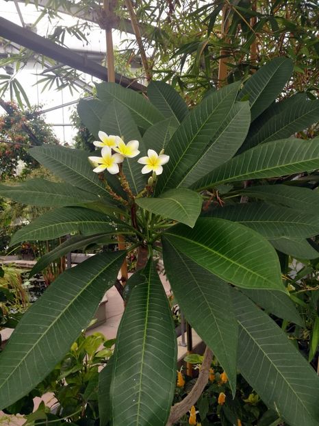  - 2019 Gradina botanica Augsburg