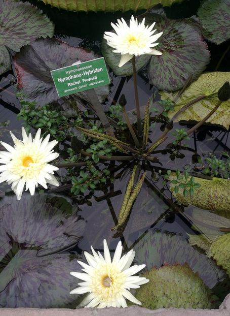  - 2019 Gradina botanica Augsburg