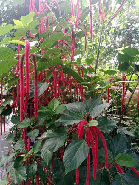  - 2019 Gradina botanica Augsburg