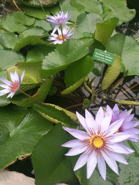  - 2019 Gradina botanica Augsburg