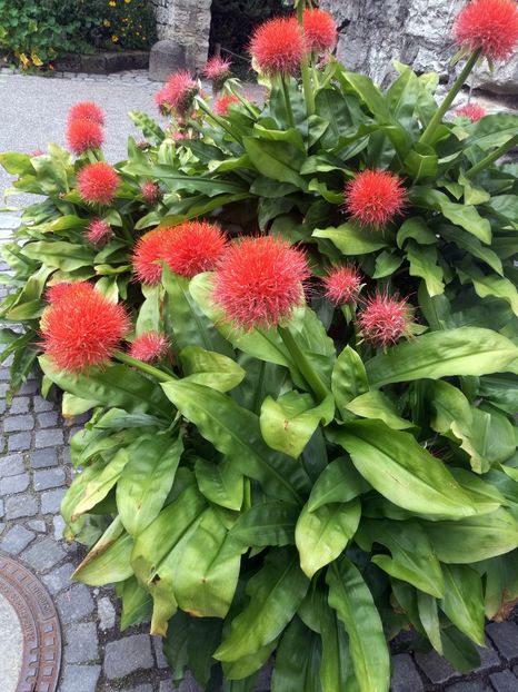  - 2019 Gradina botanica Augsburg