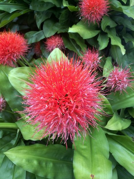  - 2019 Gradina botanica Augsburg