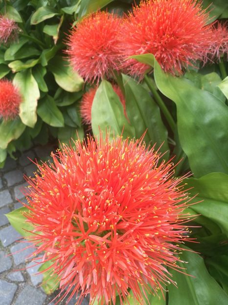  - 2019 Gradina botanica Augsburg