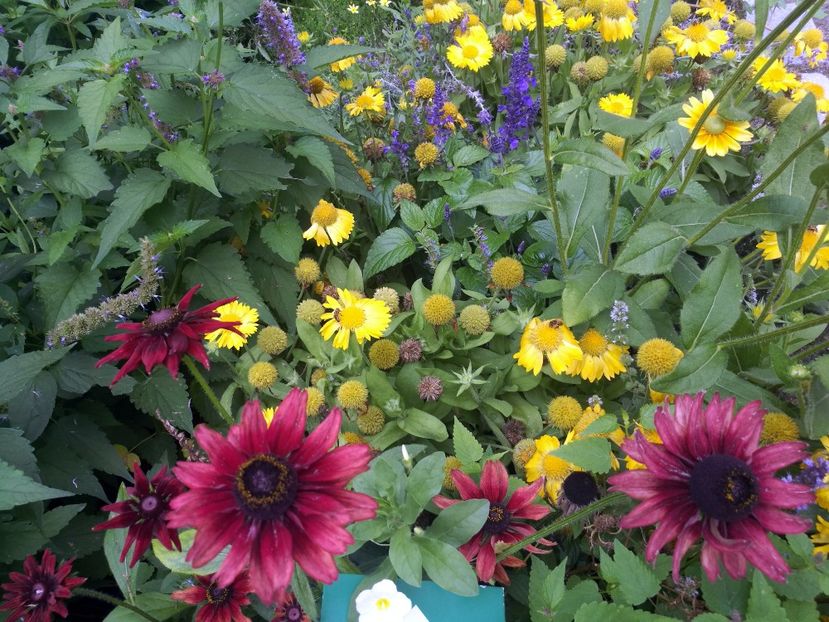  - 2019 Gradina botanica Augsburg