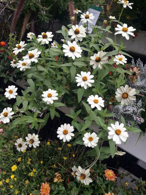  - 2019 Gradina botanica Augsburg