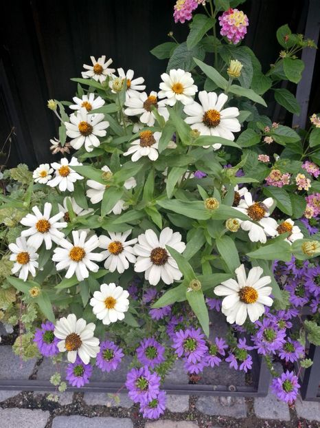  - 2019 Gradina botanica Augsburg